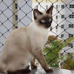 Tela de proteção para gatos Tela de proteção para gatos